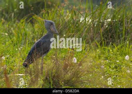 Schuhschnabel Storch (Balanaeceps Rex) im Sumpf in der Nähe von Nil Stockfoto