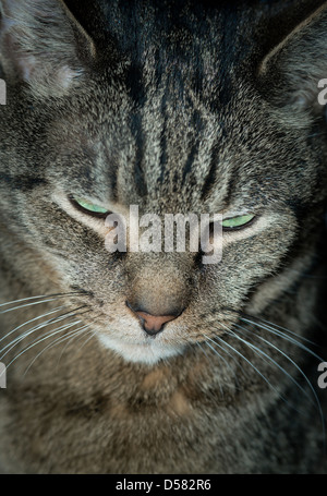 . Ernsthafte Tabbykatze Porträt Stockfoto