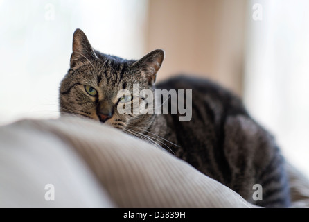Tabby Katze Porträt. Stockfoto