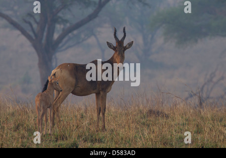 Weibliche Jacksons Kuhantilope (Alcelaphus Buselaphus Lelwel) mit Kalb, Murchison Falls National Park, Uganda Stockfoto