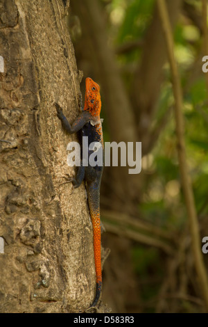 Gemeinsamen Agama (Agama Agama) auch bekannt als Red-headed Rock Agama oder Rainbow Agama, auf Rinde des Baumes Stockfoto