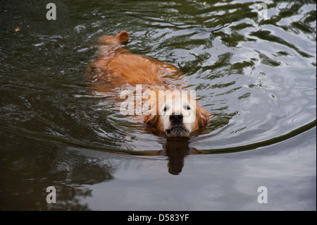 Ein älterer Golden Retriever Hund schwimmt in einem Bergsee, kommen direkt in die Kamera. Stockfoto