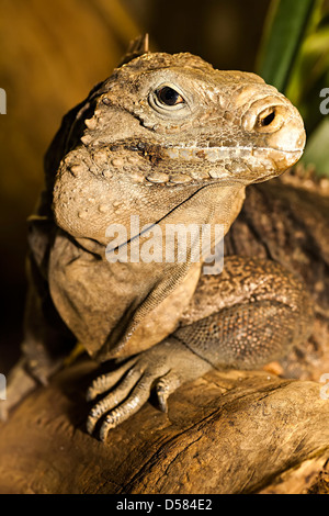 Kubanische Iguana, Cyclura Nubila, Kuba Stockfoto