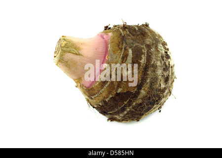 frische Tarowurzel oder Colocasia auf weißem Hintergrund Stockfoto