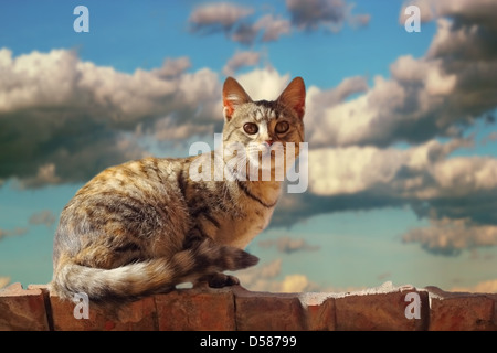 Katze stehend auf dem Dach vor dem Sturm - schön beleuchtet von der untergehenden Sonne Stockfoto