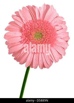 Rosa Gerbera Blume Stockfoto