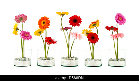 Fünf Gerbera Blumen Stockfoto