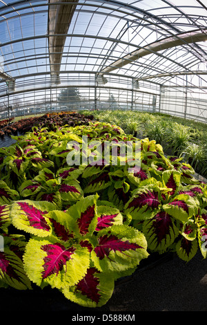 Eine bunte Coleus Pflanzenbau (Solenostemon Scutellarioides) in Vichy gartenbaulichen Erzeugung Centre (Frankreich). Stockfoto