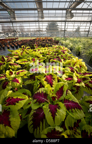 Eine bunte Coleus Pflanzenbau (Solenostemon Scutellarioides) in Vichy gartenbaulichen Erzeugung Centre (Frankreich). Stockfoto