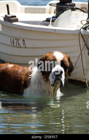 Bernhardiner im Wasser des Hafen von Sipan, Kroatien Stockfoto