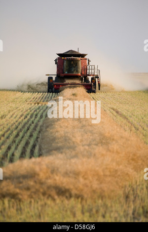 Kämmen Weizen in Saskatchewan Kanada Schwaden in Reihen Stockfoto