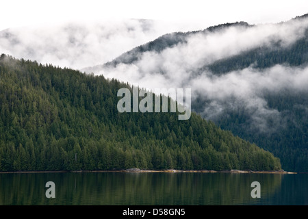 Ein dichter Nebelwald an einem Berghang am Pazifik des Roscoe Inlet im Great Bear Rainforest, Central Coast, British Columbia, Kanada. Stockfoto