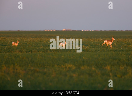 Pronghorn Antilope mit zwei jungen Gebiet der Prairie Stockfoto