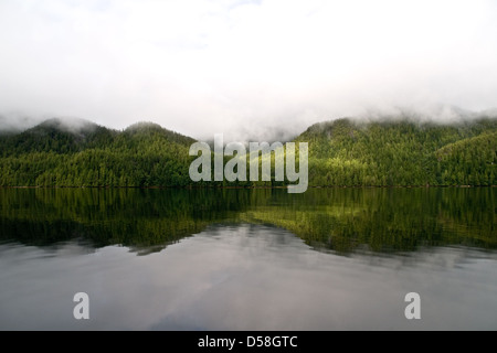 Ein dichter Nebelwald an einem Berghang am Pazifik des Roscoe Inlet im Great Bear Rainforest, Central Coast, British Columbia, Kanada. Stockfoto