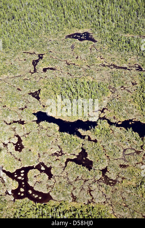 Eine Luftaufnahme von sumpfigen, wasserdurchnäßten Sumpfgebieten im Great Bear Rainforest, an der zentralen Pazifikküste von British Columbia, Kanada. Stockfoto