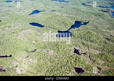 Eine Luftaufnahme von sumpfigen, wasserdurchnäßten Sumpfgebieten im Great Bear Rainforest, an der zentralen Pazifikküste von British Columbia, Kanada. Stockfoto