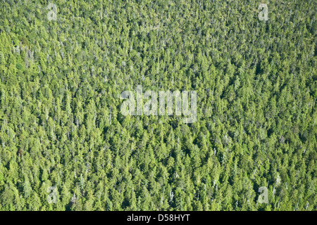 Eine Luftaufnahme eines gemäßigten Nadelwaldes im Great Bear Rainforest, Central Coast, British Columbia, Kanada. Stockfoto