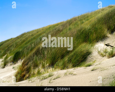 Grass und andere Düne Pflanzen stabilisieren die hohen Sanddünen am Strand von Mason Bay, Stewart Island (Rakiura), New Zealand. Stockfoto