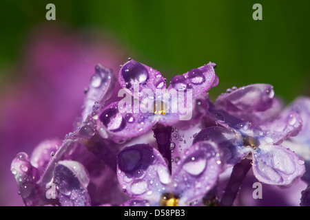 Blumen von einem lila mit Regen fällt Stockfoto