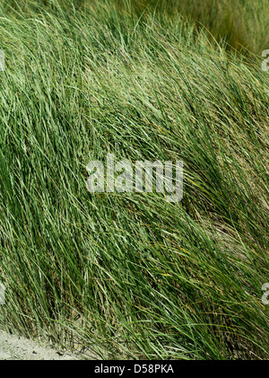 Grass und andere Düne Pflanzen stabilisieren die hohen Sanddünen am Strand von Mason Bay, Stewart Island (Rakiura), New Zealand. Stockfoto