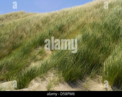 Grass und andere Düne Pflanzen stabilisieren die hohen Sanddünen am Strand von Mason Bay, Stewart Island (Rakiura), New Zealand. Stockfoto