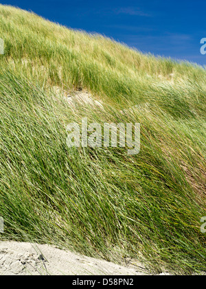 Grass und andere Düne Pflanzen stabilisieren die hohen Sanddünen am Strand von Mason Bay, Stewart Island (Rakiura), New Zealand. Stockfoto