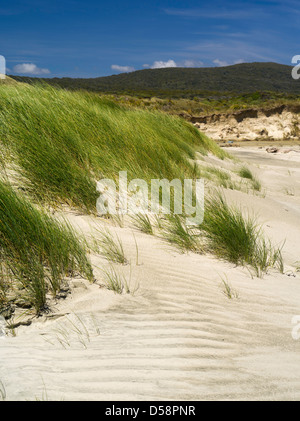 Grass und andere Düne Pflanzen stabilisieren die hohen Sanddünen am Strand von Mason Bay, Stewart Island (Rakiura), New Zealand. Stockfoto