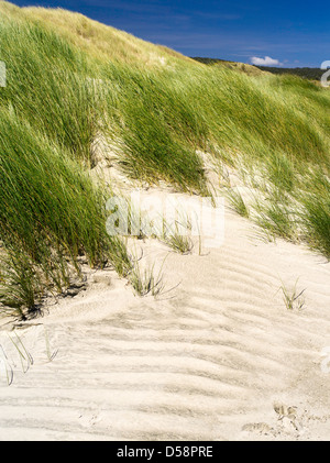 Grass und andere Düne Pflanzen stabilisieren die hohen Sanddünen am Strand von Mason Bay, Stewart Island (Rakiura), New Zealand. Stockfoto