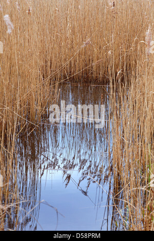 Nahaufnahme von Schilf am Frensham Teiche in Surrey, England, mit ihre Reflexion über die noch Oberfläche des Wassers. Stockfoto