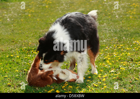 Australian Shepherd, Black-Tri, Puppy, Red-Tri, 9 Wochen | Australian Shepherd, Black-Tri, Mit Welpe, Red-Tri, 9 Wochen Stockfoto