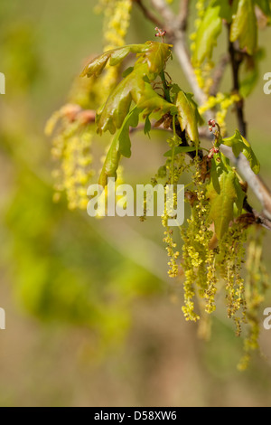 Eiche aus jungen Blättern und catkin Stockfoto