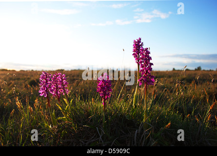 Lila Blüten bei Sonnenschein Stockfoto