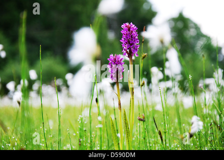 Sommermorgen im Moor Stockfoto