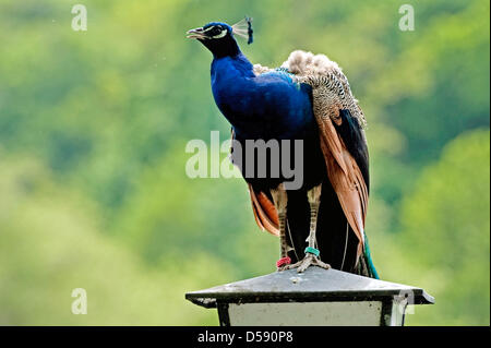 Ein Pfau (Pavo Cristatus) beruht auf einer Laterne auf der Pfaueninsel in Berlin-Wannsee, Deutschland, 25. Mai 2010. Foto: ROBERT SCHLESINGER Stockfoto