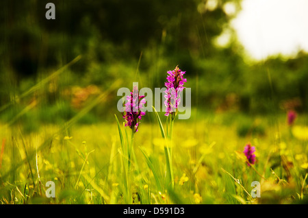 Lila Blüte Stockfoto