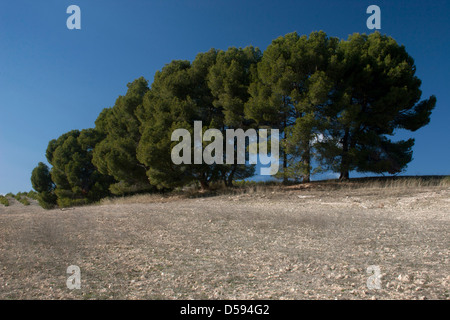 Kiefern (Pina Carasca) in der Sierra de Segura-Region von Albacete, Kastilien-La Mancha, Spanien Stockfoto