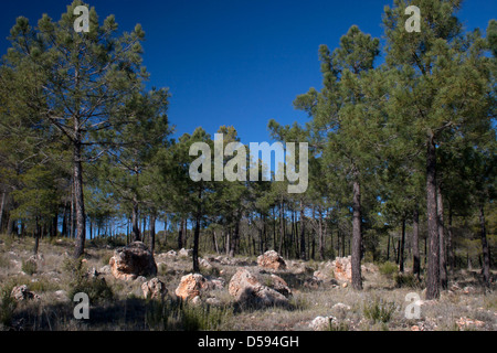 Kiefern (Pina Carasca) in der Sierra de Segura-Region von Albacete, Kastilien-La Mancha, Spanien Stockfoto