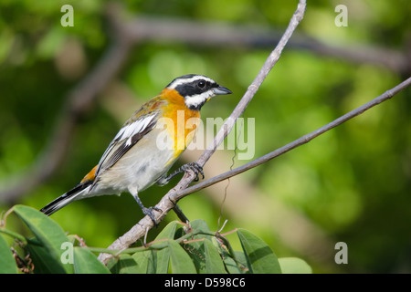 Westlichen Spindalis thront auf Zweig Stockfoto