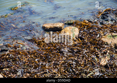 Ecklonia angespült zeigen Maxima Algen-Seetang am Strand im Meer - Kapstadt - Süd Afrika Stockfoto