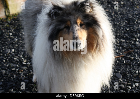 Rough Collie Hund Stockfoto