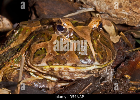 Chaco gehörnten Frosch (Ceratophrys Cranwelli) im Inland Central South America Mai 2010 Stockfoto