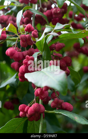 Rötlich rosa Beeren des Euonymus Europaeus 'Red Cascade' im Herbst. Stockfoto