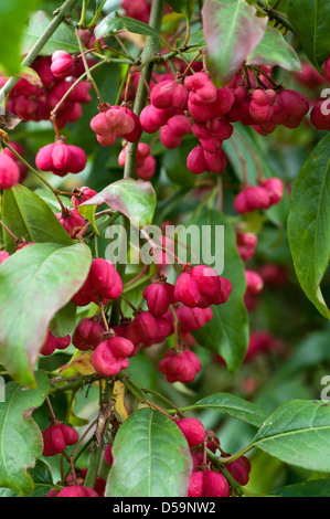 Rötlich rosa Beeren des Euonymus Europaeus 'Red Cascade' im Herbst. Stockfoto