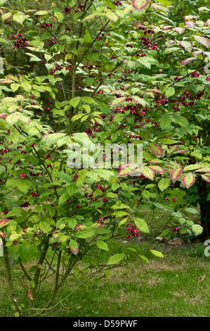 Euonymus Planipes Strauch in Obst. Stockfoto