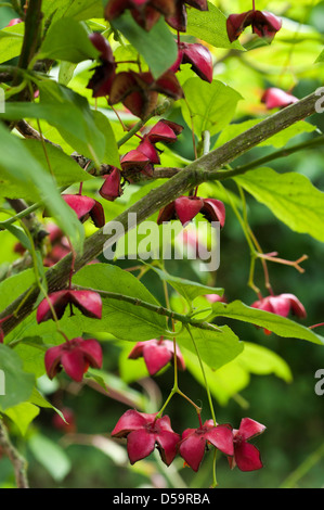 Euonymus Planipes Strauch in Obst. Stockfoto