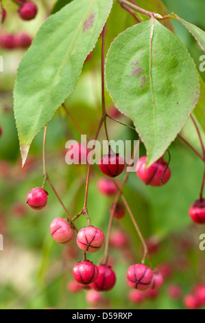 Die rosa fruchttragenden Beeren der Euonymus Oxyphyllus "Waasland" Stockfoto