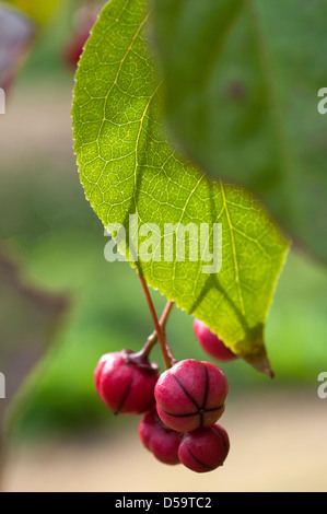 Die rosa fruchttragenden Beeren der Euonymus Oxyphyllus "Waasland" Stockfoto