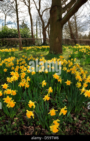 Frühlingsblumen Sie Narzisse, Narcissus pseudonarcissus Stockfoto