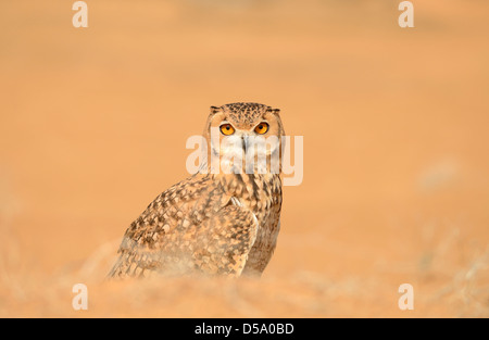 Pharao-Uhu (Bubo Ascalaphus) stehen in den Sand, Dubai Desert Conservation Reserve, Al Maha, Vereinigte Arabische Emirate Stockfoto