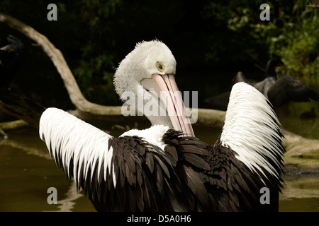 Australischer Pelikan (Pelecanus Conspicillatus) Erwachsenen putzen, Queensland, Australien, November Stockfoto